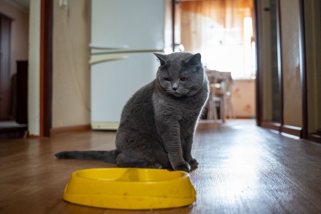 Ветврач объяснил, почему кошек надо часто кормить (пост проплачен мурчащими)