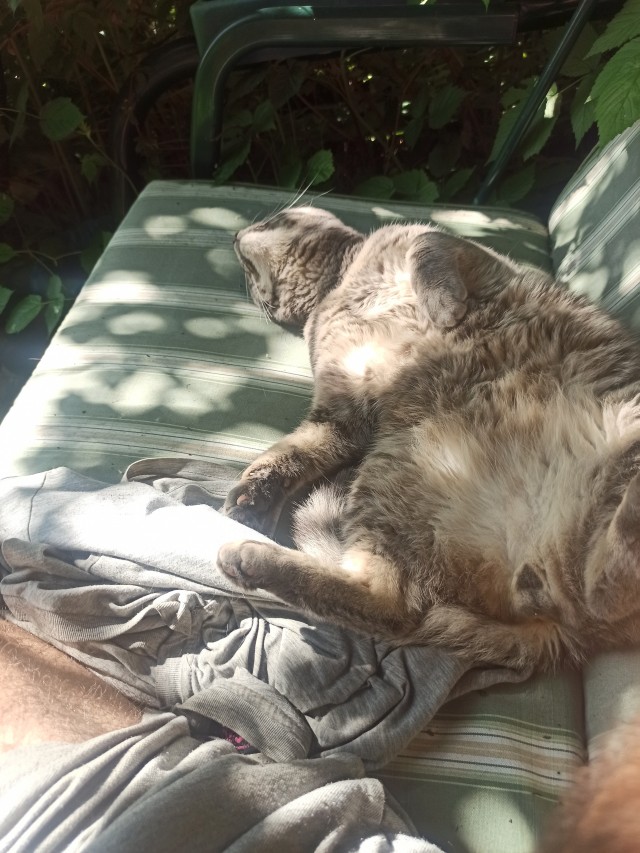 Котовторник!