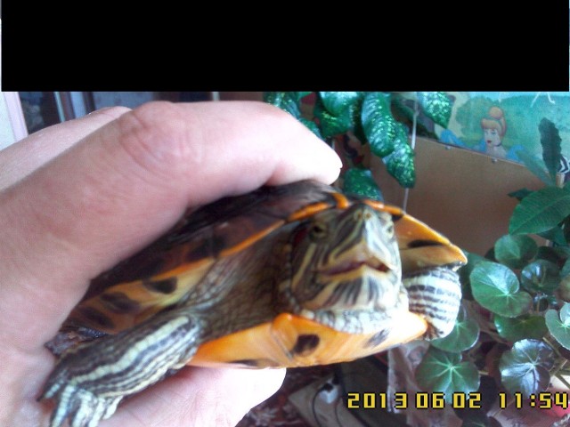 Чувааак. хеей