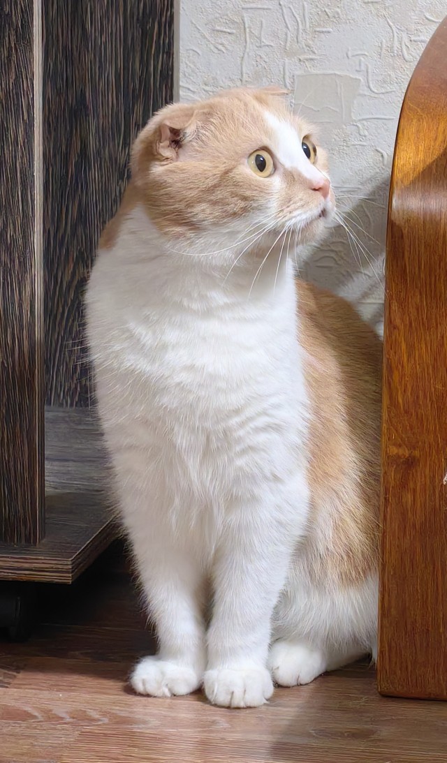 Котовторник 31.12.2024. Последний котовторник года