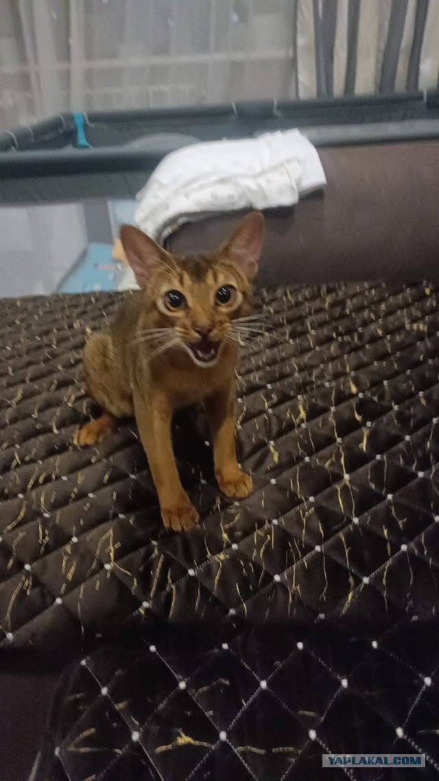 Бегали... Играли... (Котовторник)