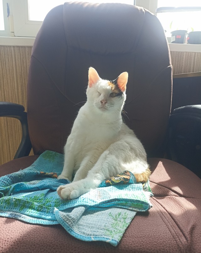 Это что, котовторник?