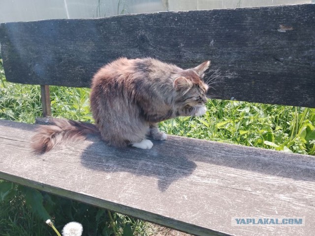 Жизнь домашнего приюта для котеек 545