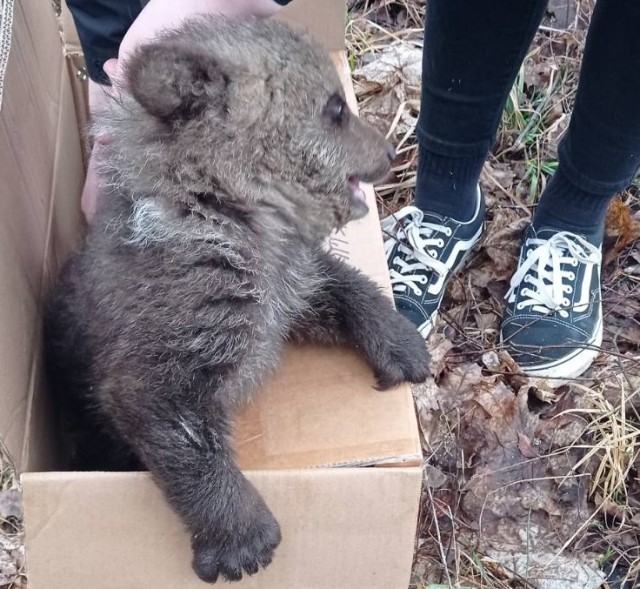 Кстати, про медведов