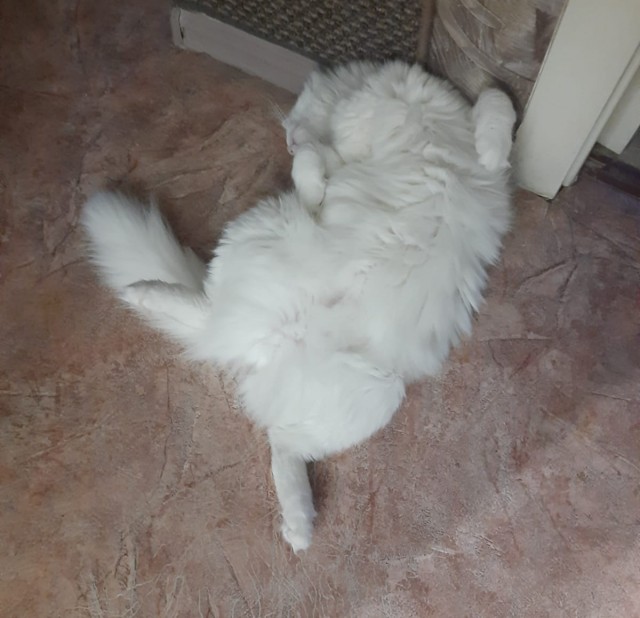 Спящих котеек тред