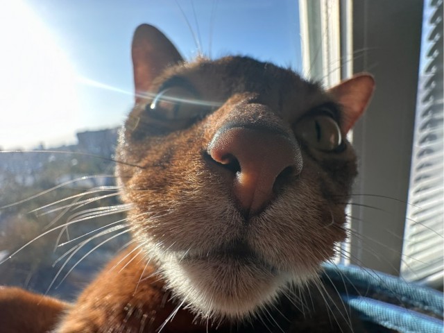 Моему коту Тому 2 года