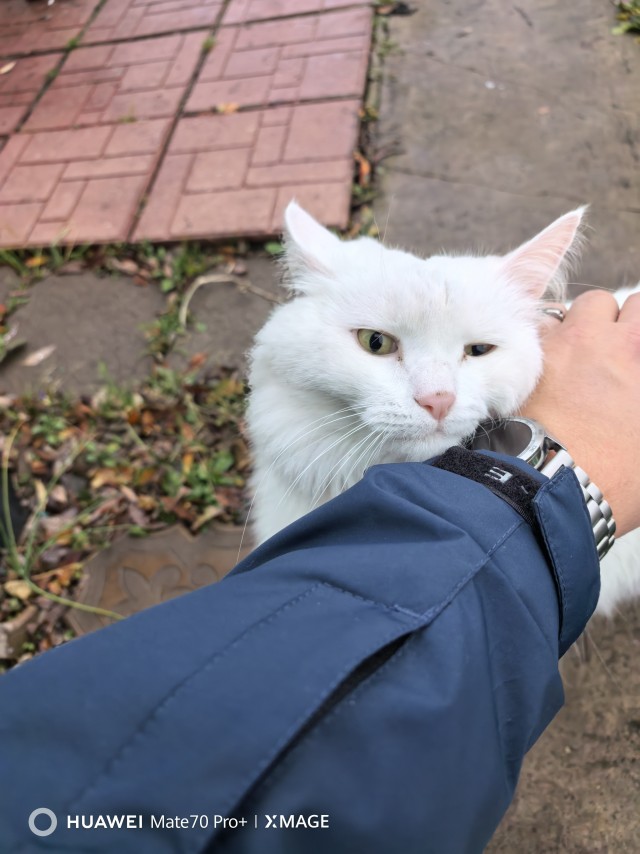 Немного Пуха