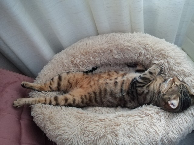 Котофторник жеж