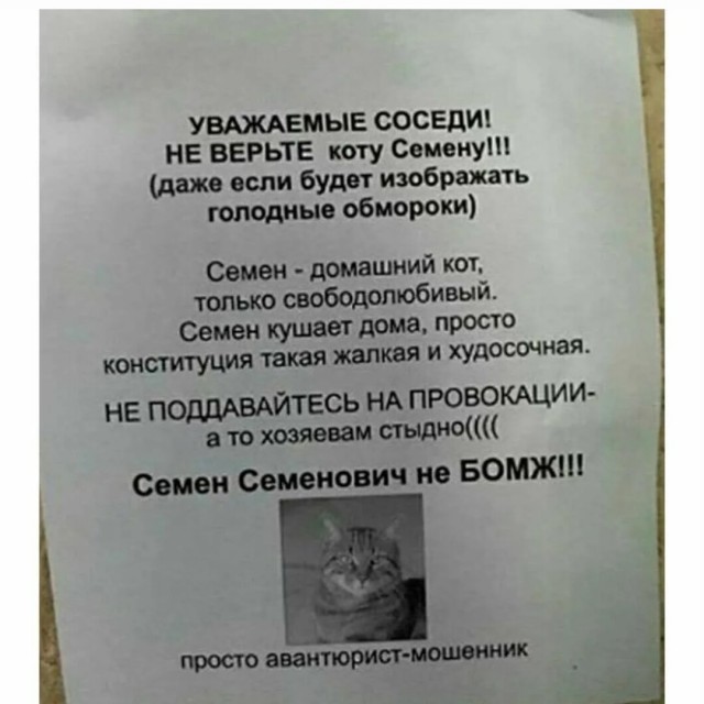 Хитрый рыжий кот обманул россиянку