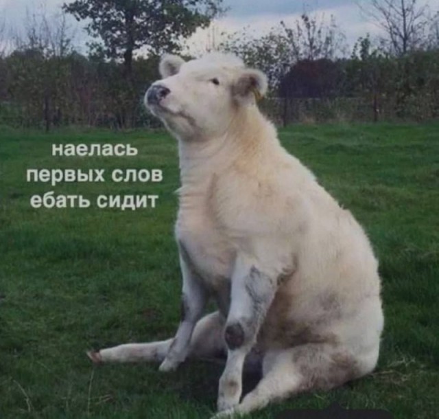 Картинки для деградации 255 (разной степени свежести)