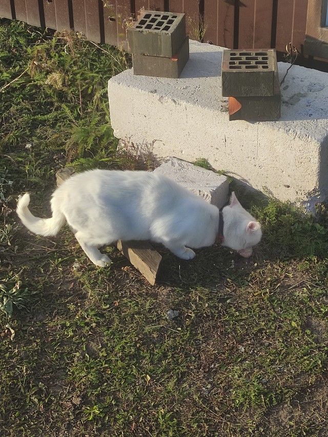 Коварное создание.