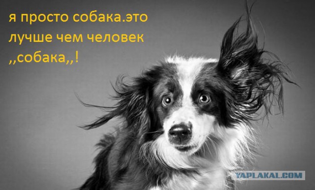 Не хотелось тебе этого говорить, но ты собака