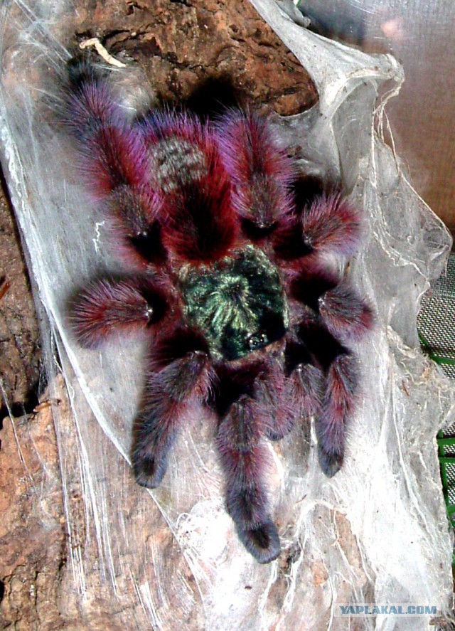 Самый крупный паук Терафоза Блонда
