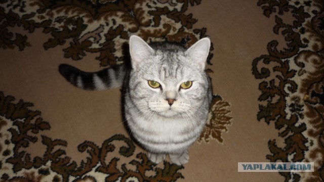 Котовторник 2.12.14