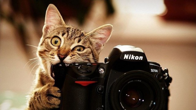 100 самых ценных снимков котов