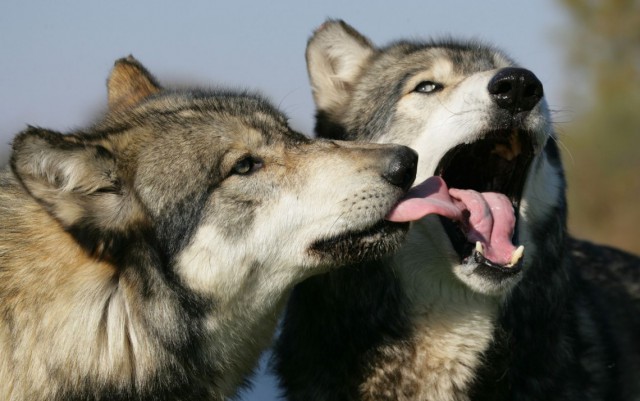 Чего мы не знаем о волках