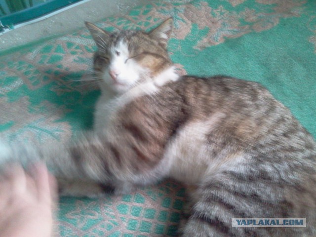 Котовторник 12.05.2015