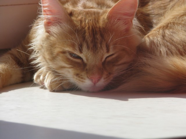 Кинули котейку