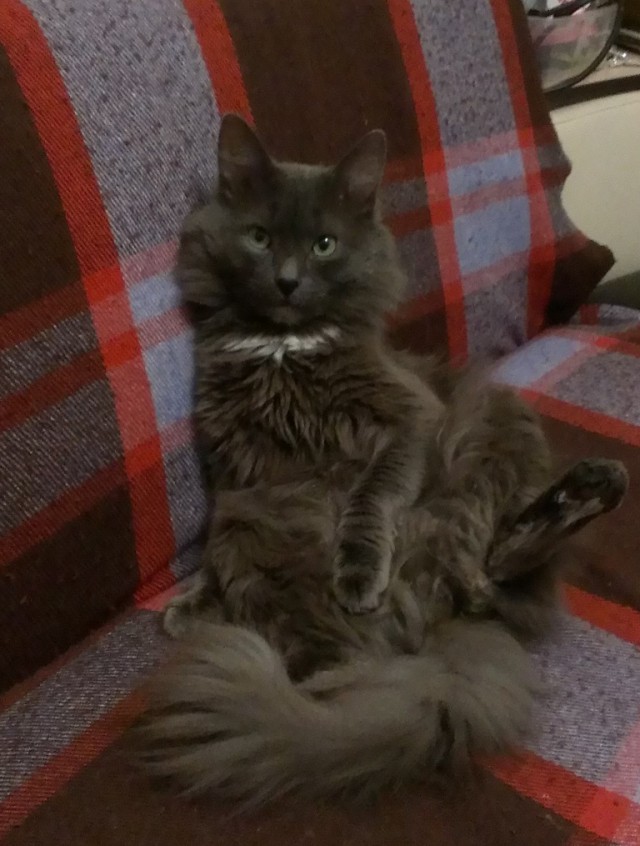 Кот с очень необычной способностью.