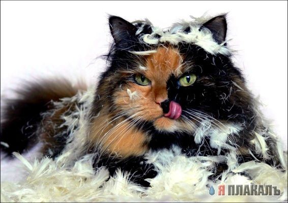 Кошко-убийцо 2 ФОТО