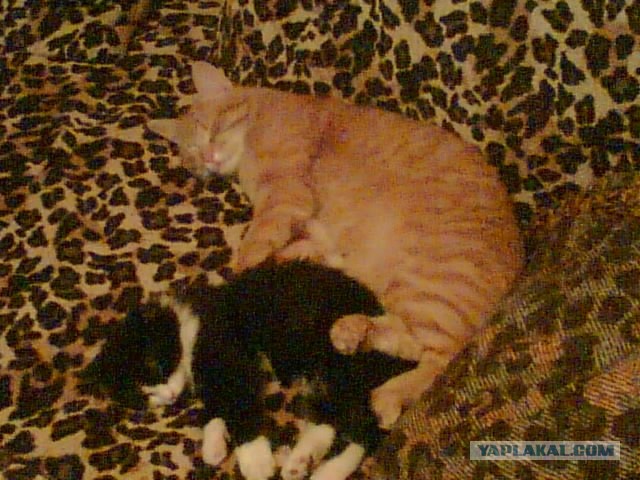 Котовторник 17.05.2016