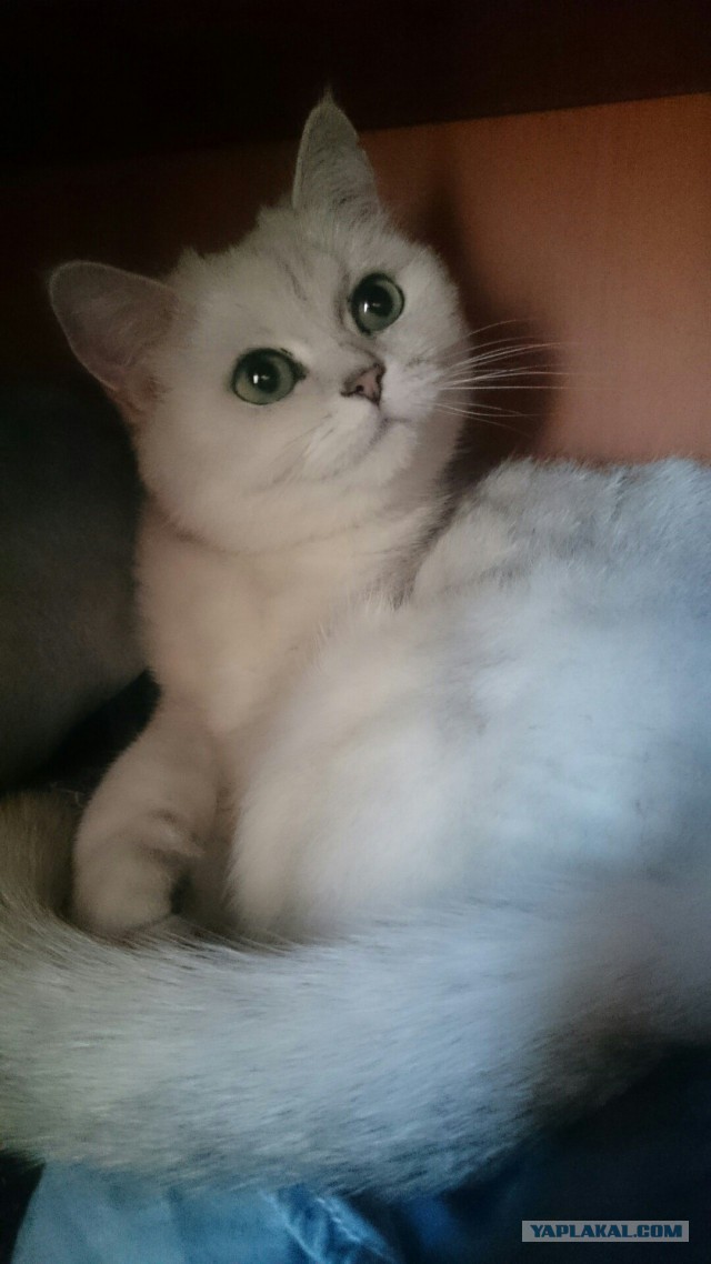 Кошкин день
