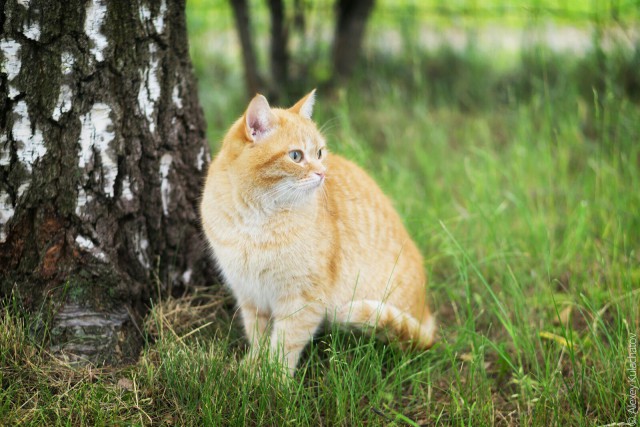 Коты и Кошки