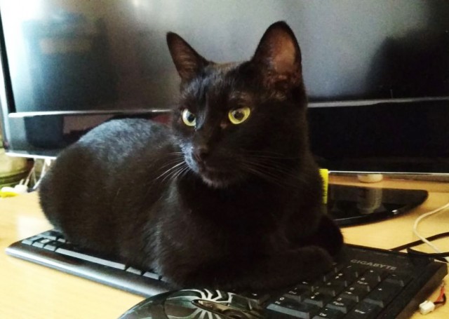 Котовторник 9.01.2018