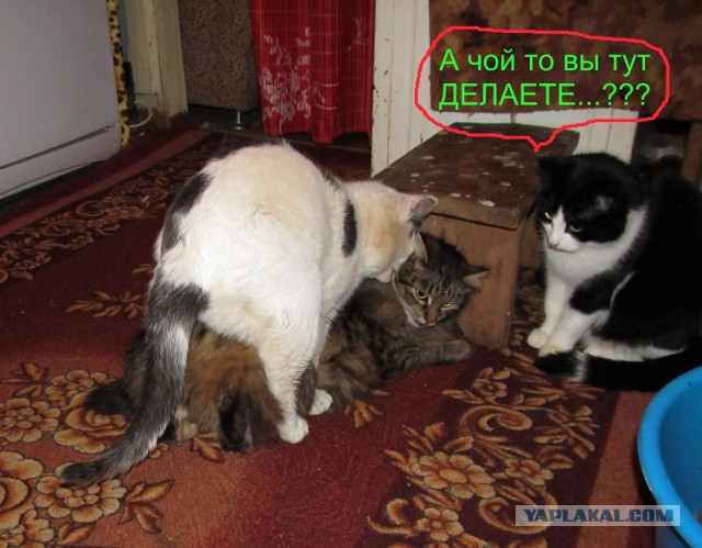 Котовторник  13.02.2018