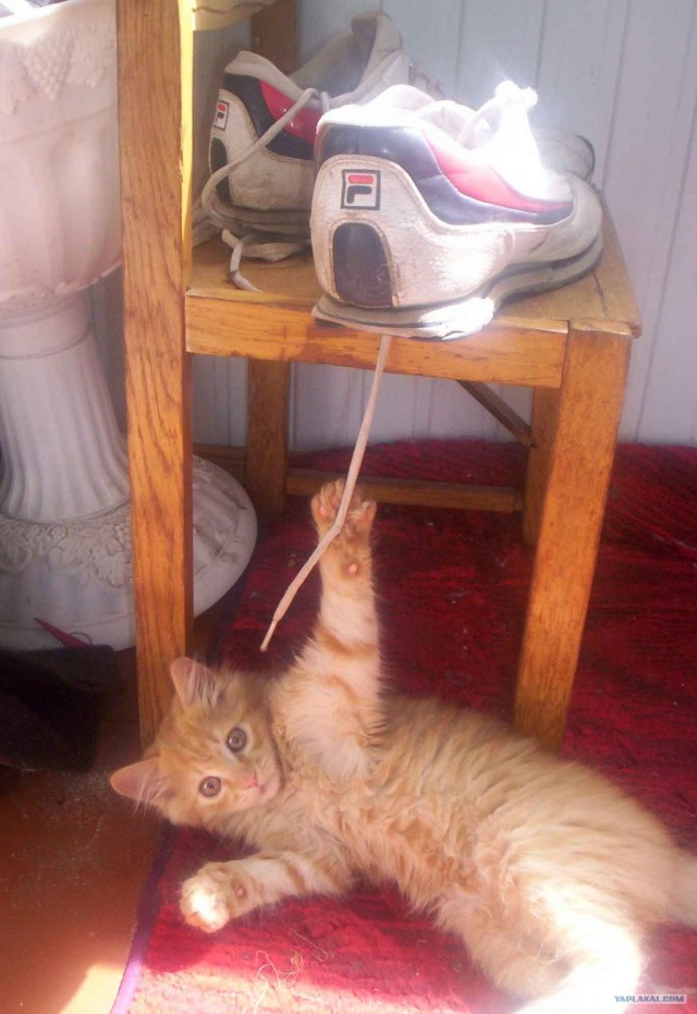 Котовторник?