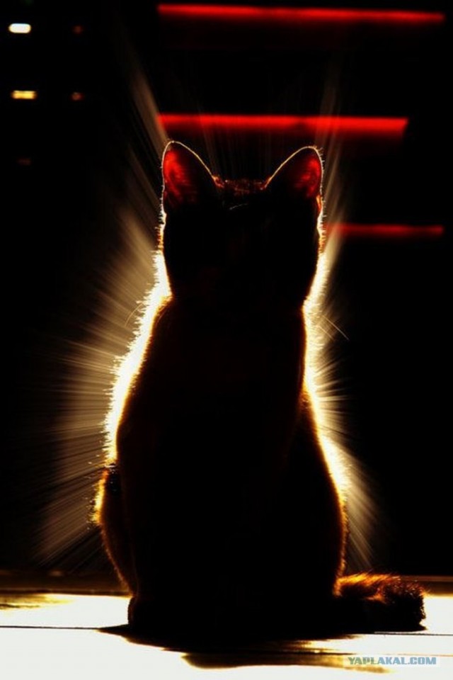 Котовторник: Кошки и ягнёнок
