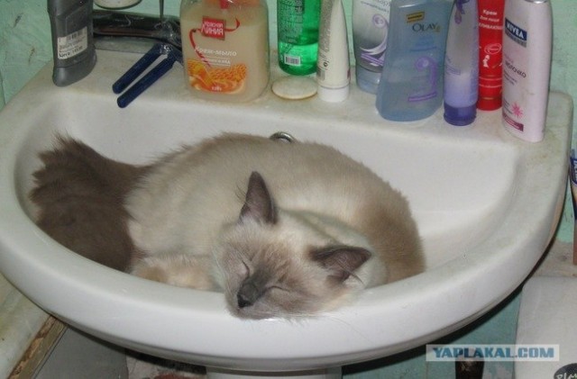 Сонный Котовторник