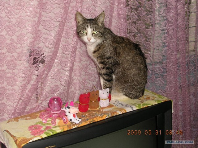 Котовторник (10.01.2012)