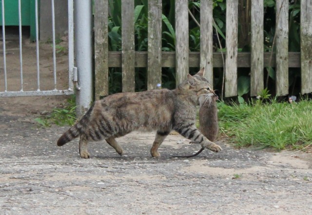 Котовторник   5.06.2012