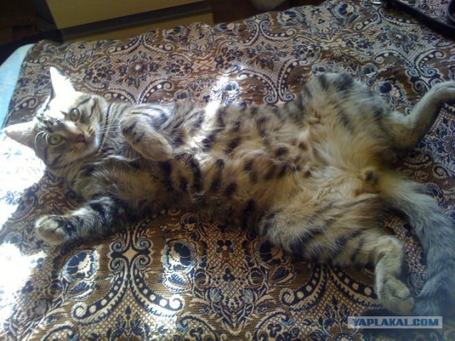 Котовторник  21.08.12