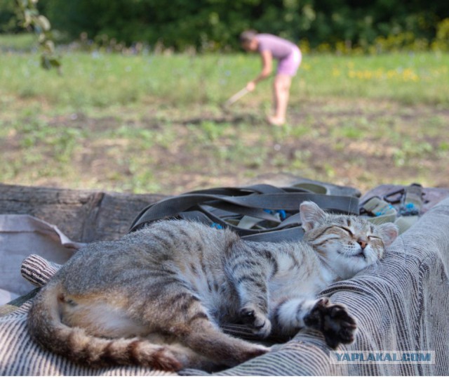 Каникулы в деревне