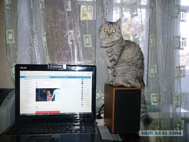 Кошки и компьютеры