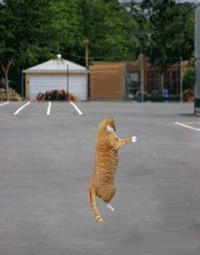 Кот - космонавт