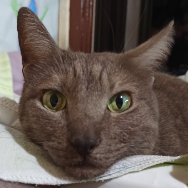 Котаны с забавным окрасом