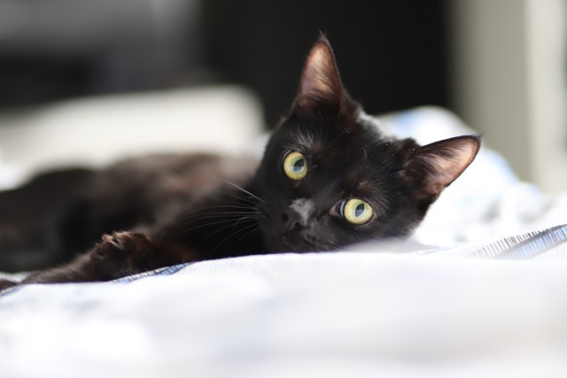 Хоба! Котовторник!