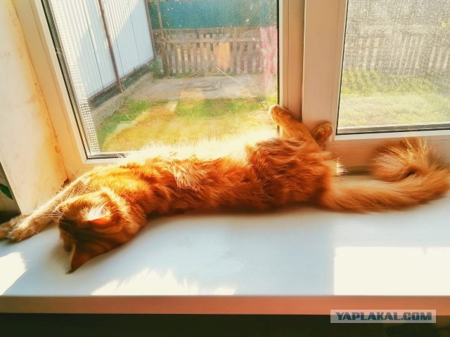 В котовторник у меня кот породы собутыльник