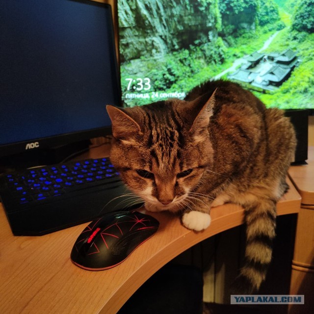 Котовторник 28.09.21