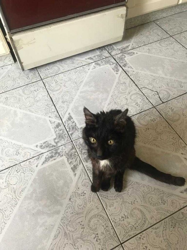 С Вами котейка разговаривает?