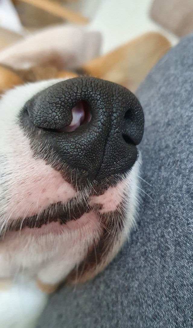 Нос
