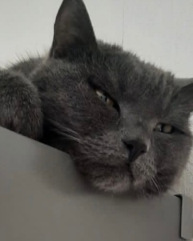 Кот д’Ивуар