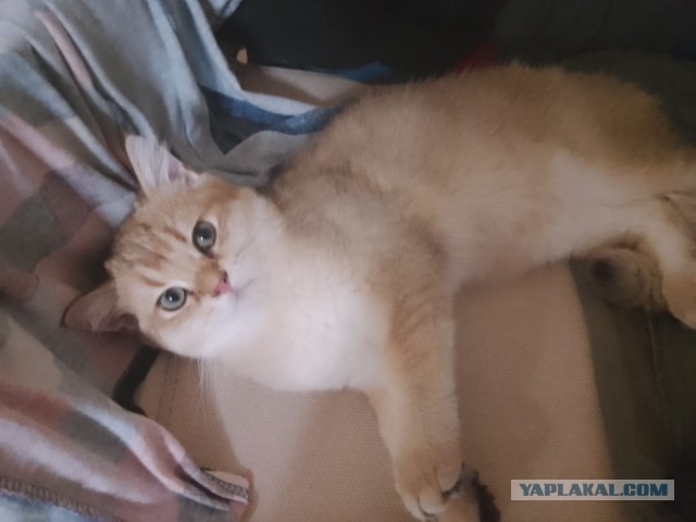 Котенок дорого