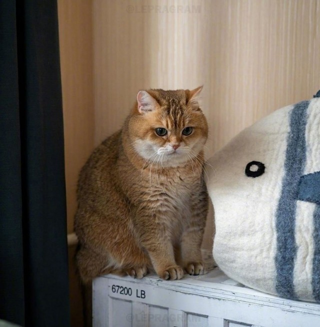 Настроение: сожри меня большая рыба