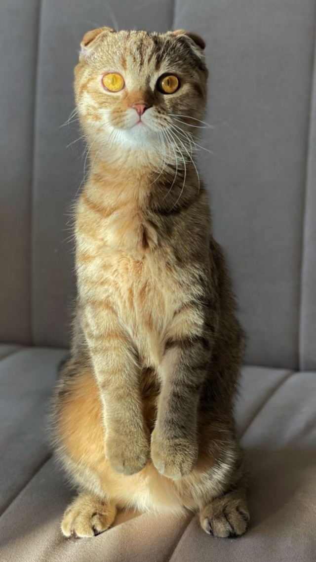 Мой кот