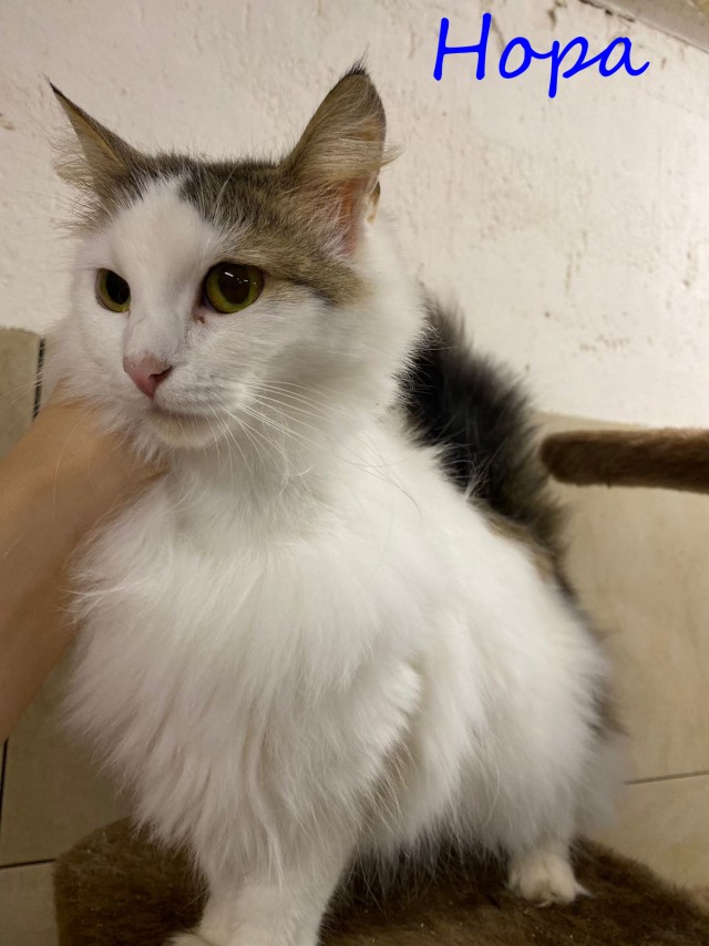 Жизнь домашнего приюта "Котоленд" 389