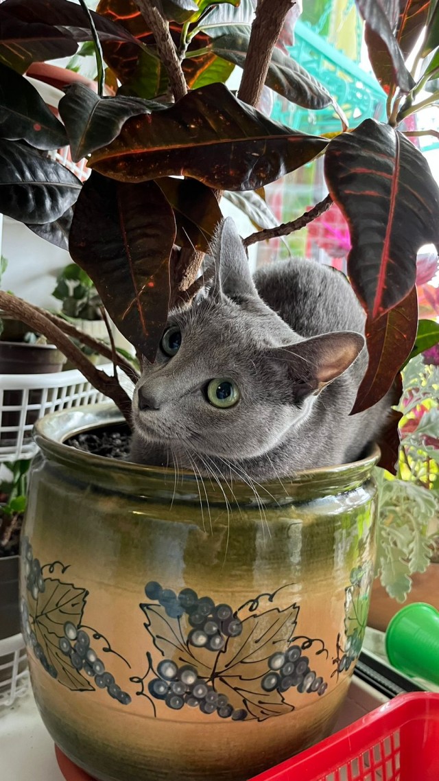 Какие же коты наблюдательные